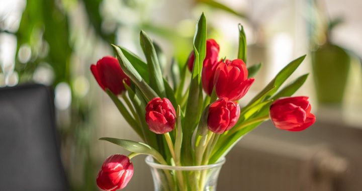 5 Indoor Plants for Wellness: Top Picks for a Healthier Home